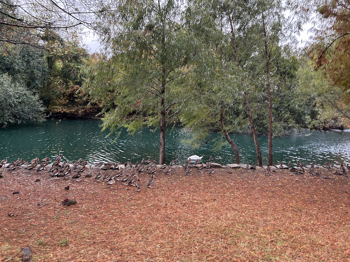 Black-bellied Whistling-Duck - ML646917173
