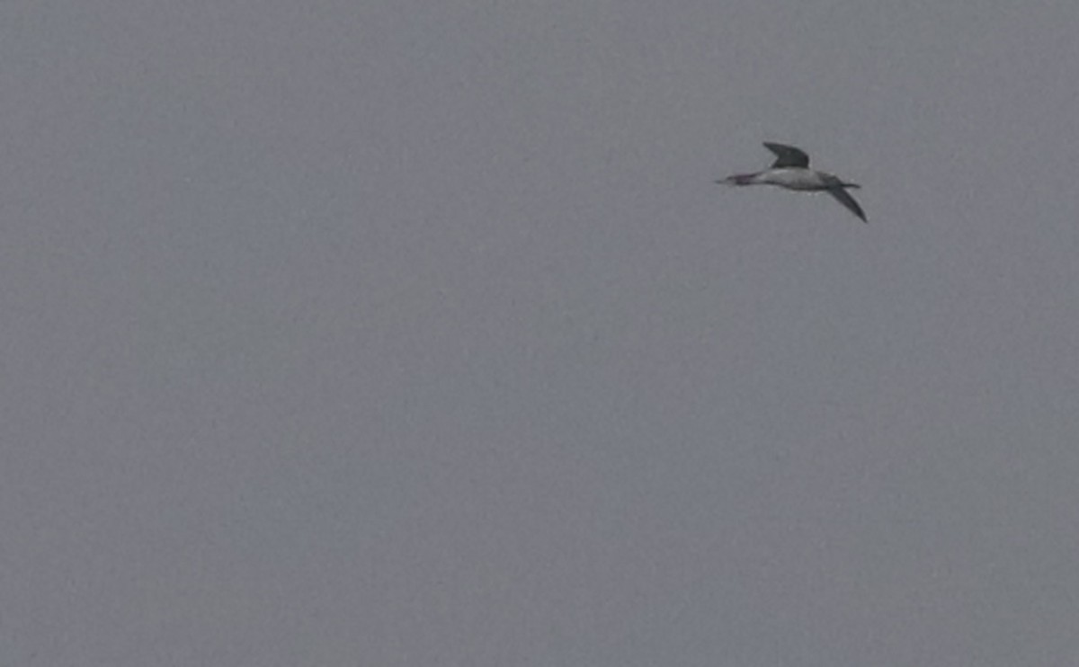 Red-throated Loon - ML646917174