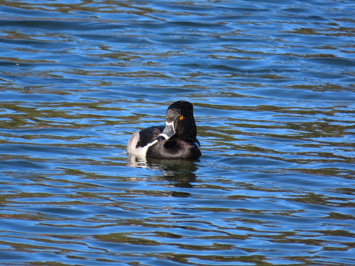 Murgilari lepokoduna - ML646917178