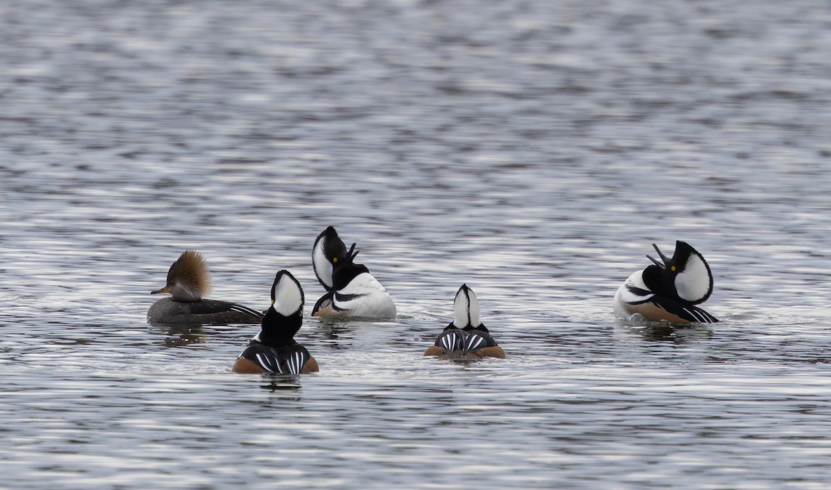 Serreta Capuchona - ML646917180