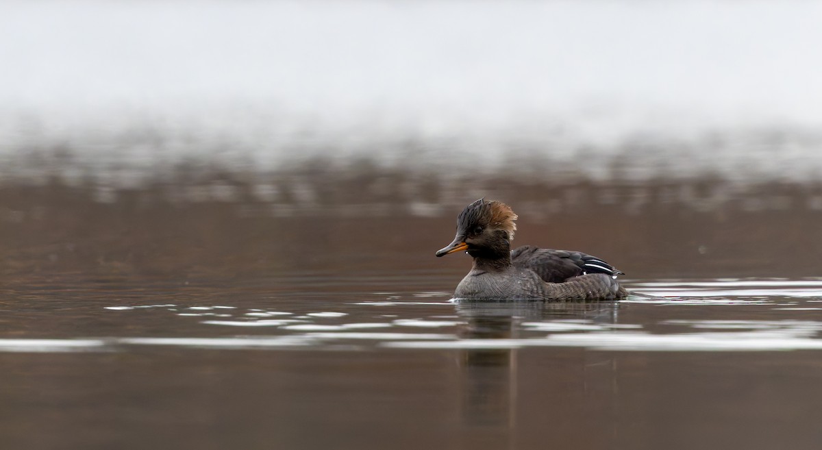 Serreta Capuchona - ML646917181