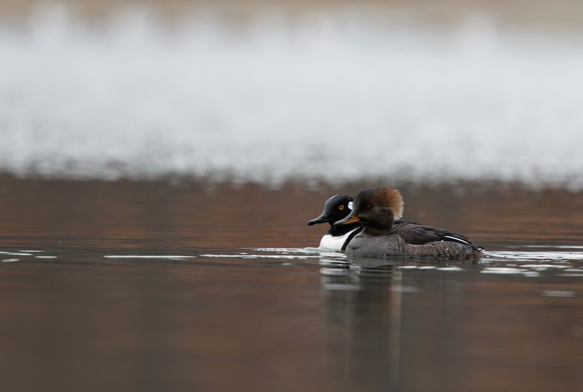 Serreta Capuchona - ML646917182