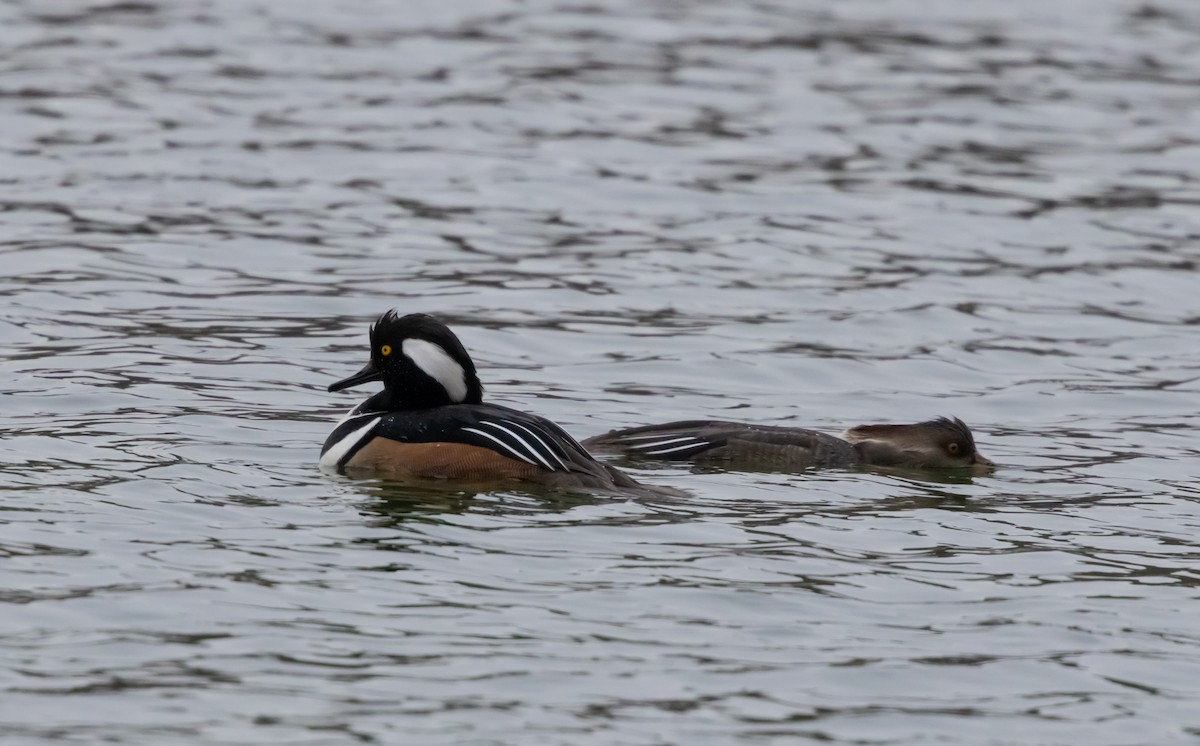 Serreta Capuchona - ML646917183