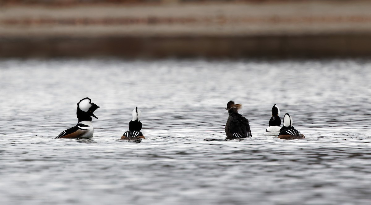 Serreta Capuchona - ML646917184