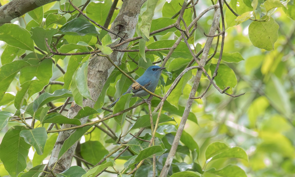 Einfarb-Blauschnäpper (unicolor) - ML646917186