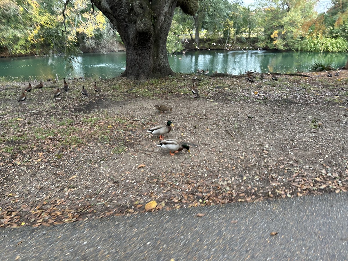 Mallard - ML646917188