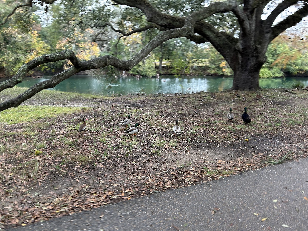 Mallard - ML646917189