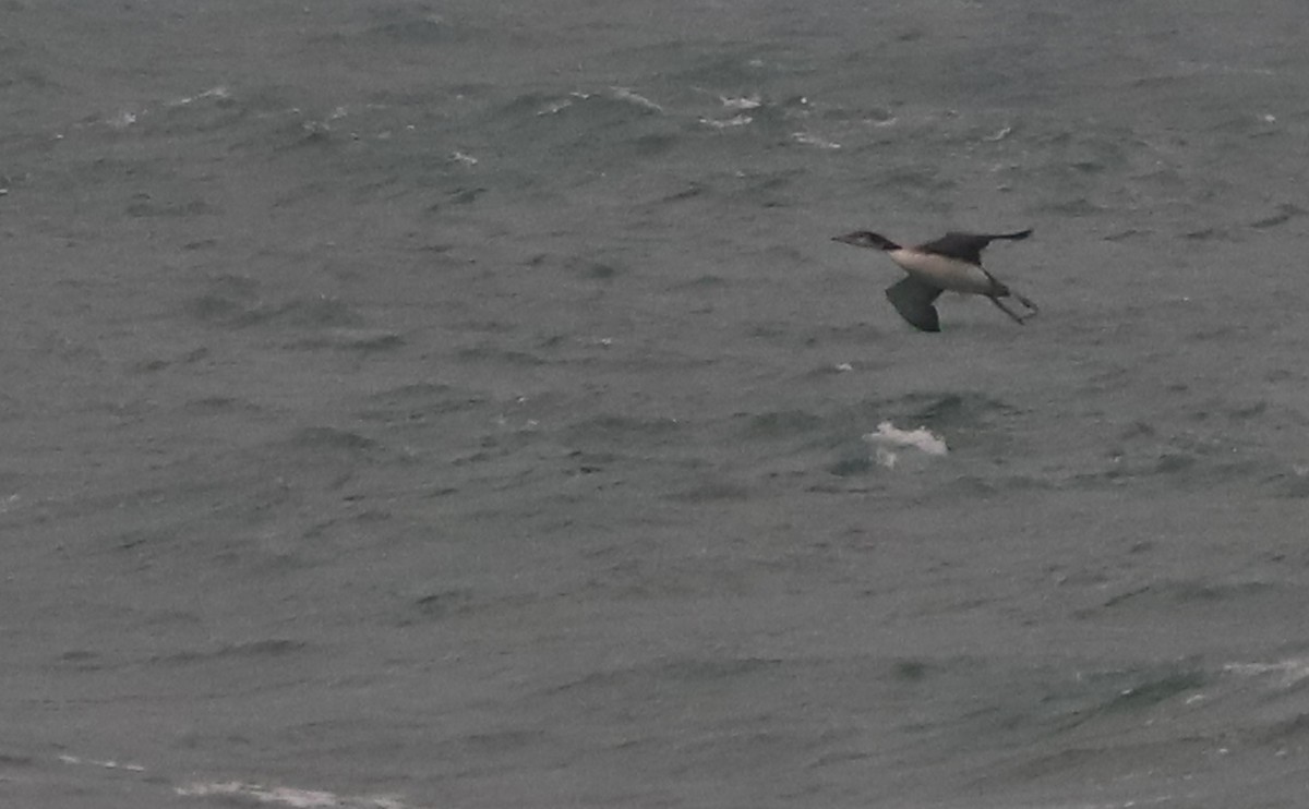 Common Loon - ML646917190