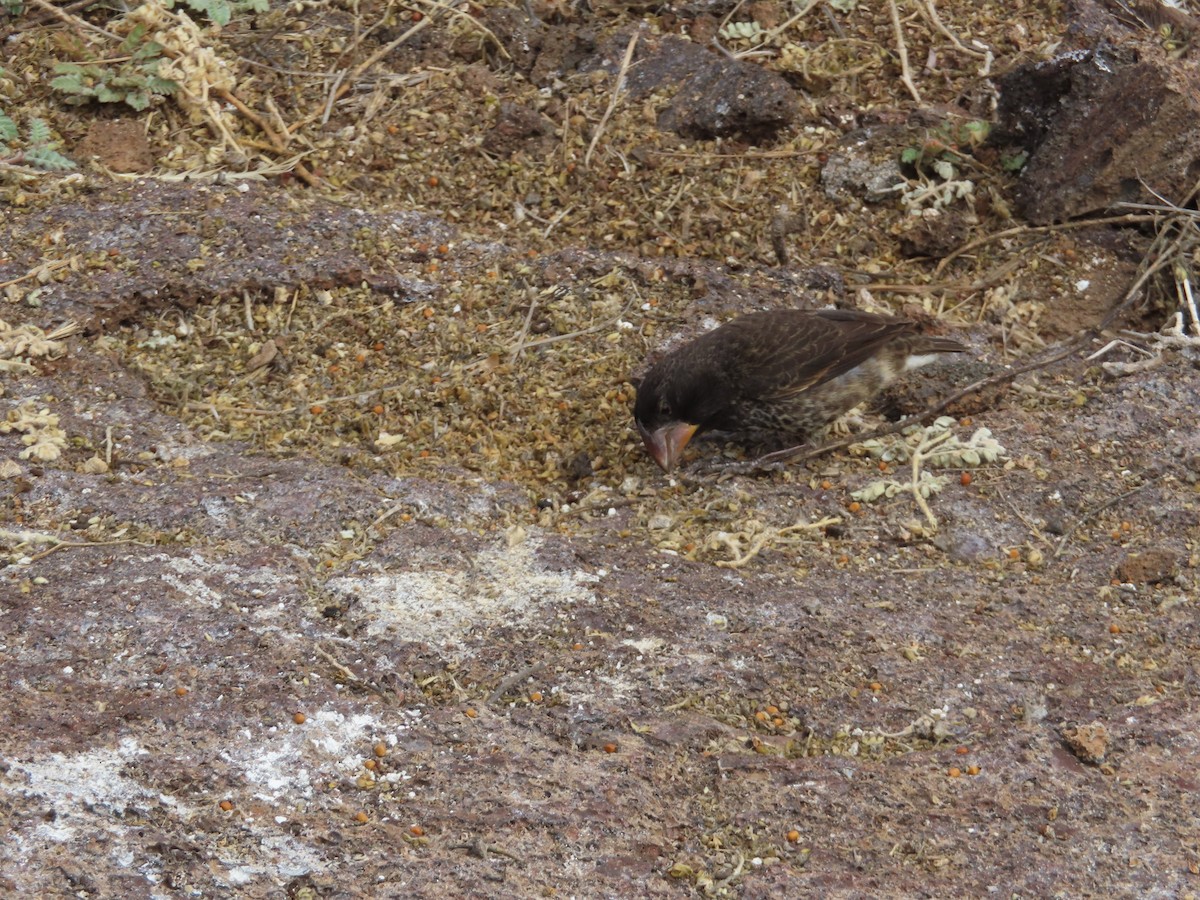 Землянчик великий - ML646917195