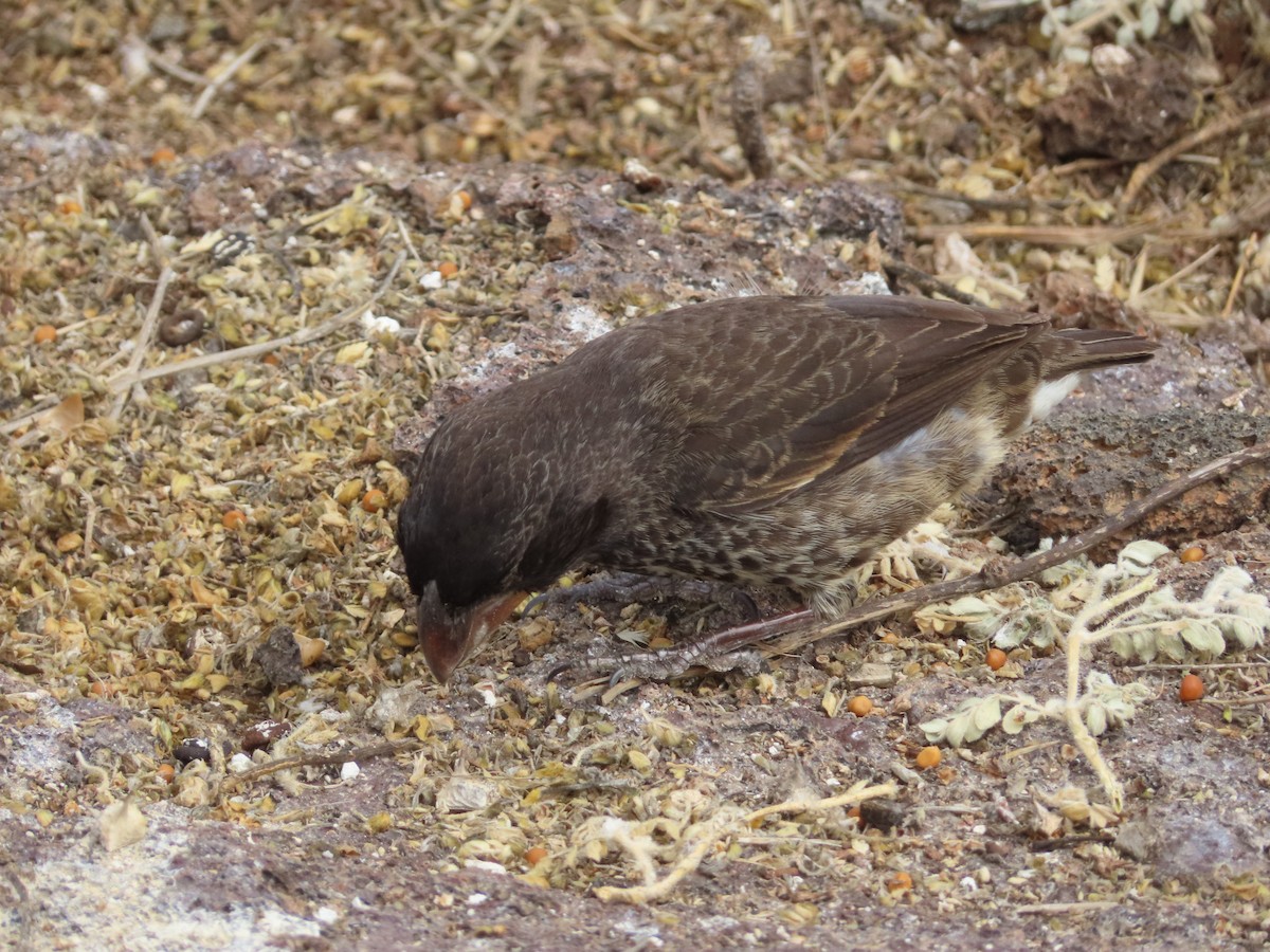 Large Ground-Finch - Carol Mullen