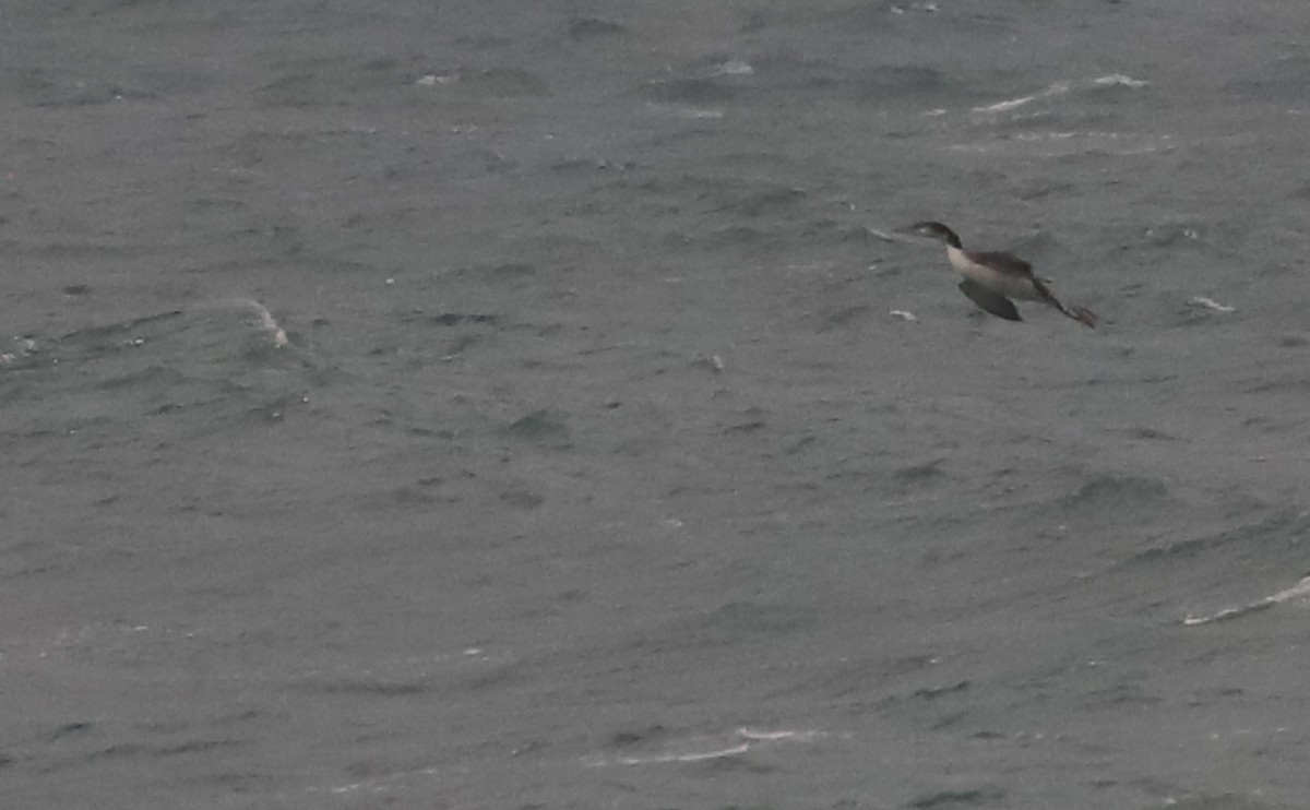 Common Loon - ML646917199