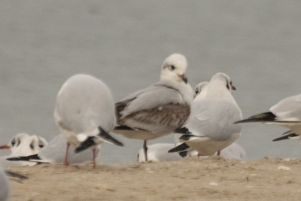 Mediterranean Gull - ML646917200
