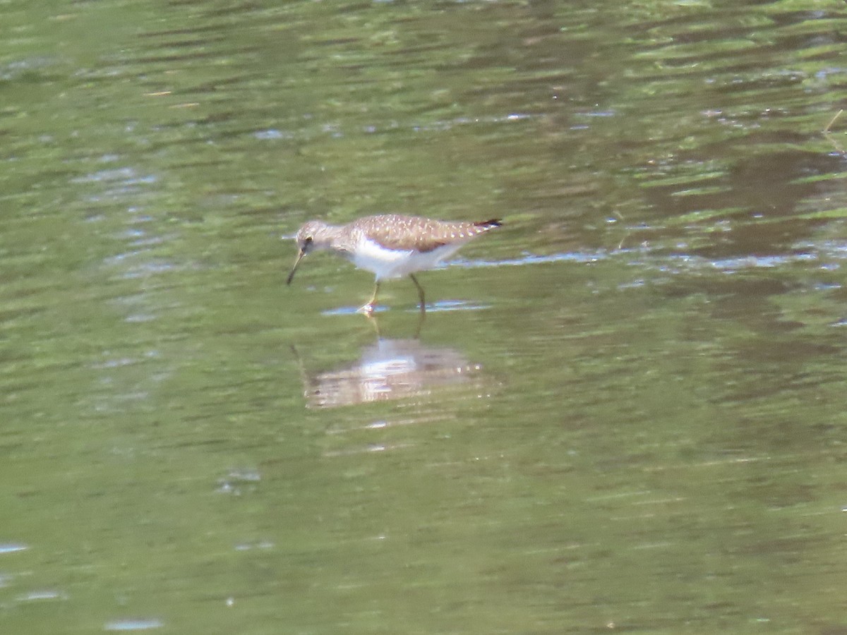 Solitary Sandpiper - ML646917203