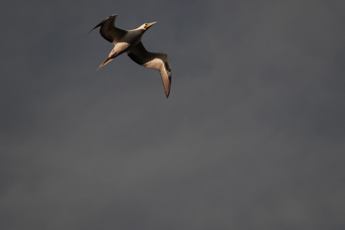 Zanga hankagorria - ML646917204