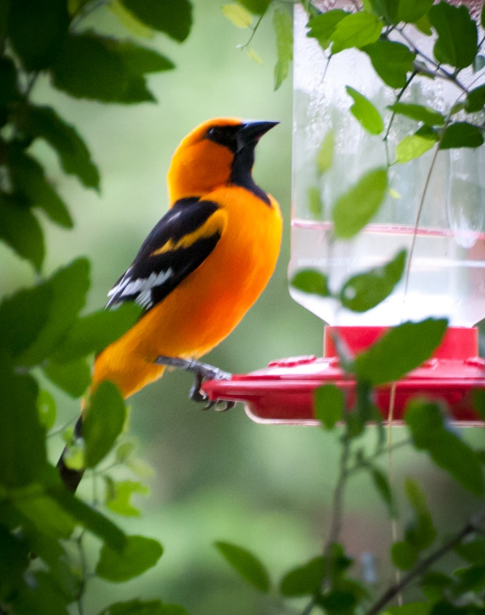 Altamira Oriole - ML646917208