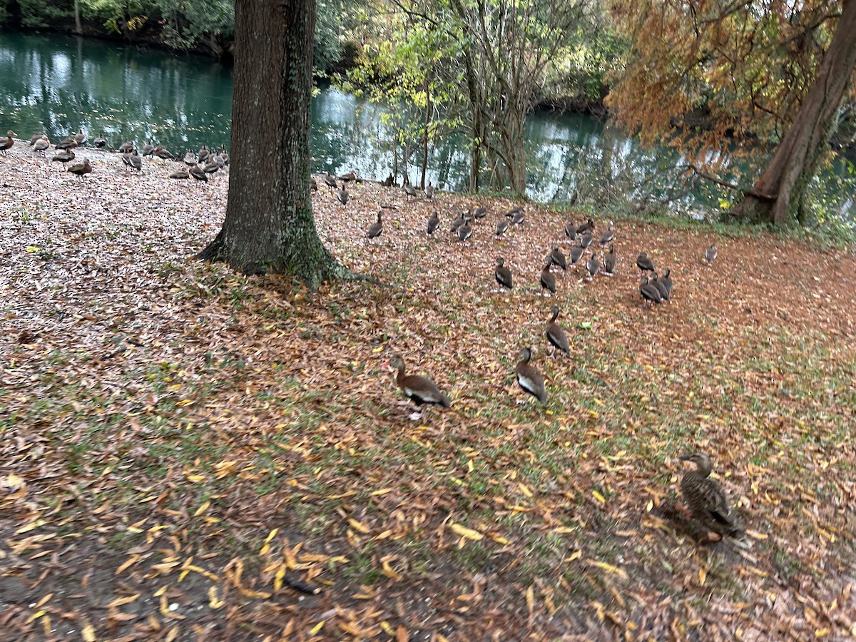 Black-bellied Whistling-Duck - ML646917210