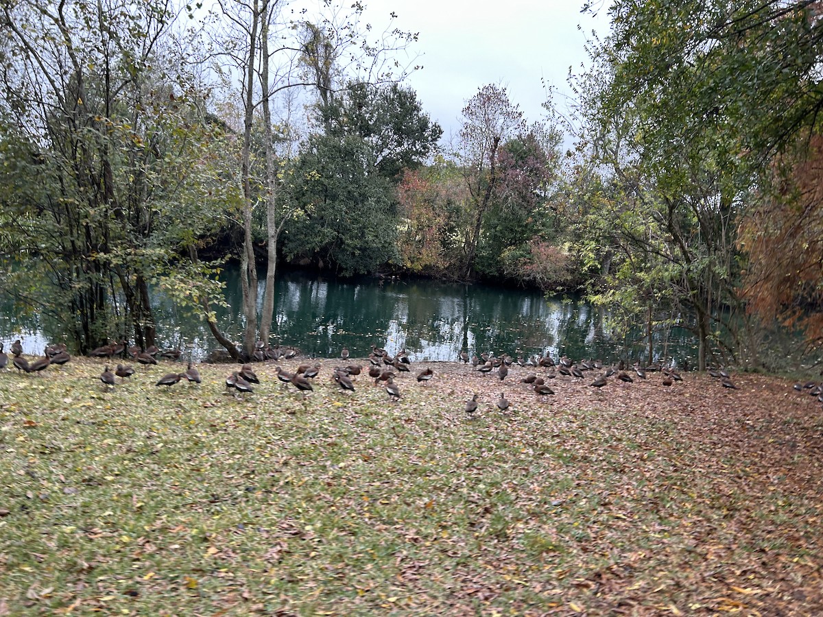 Black-bellied Whistling-Duck - ML646917211