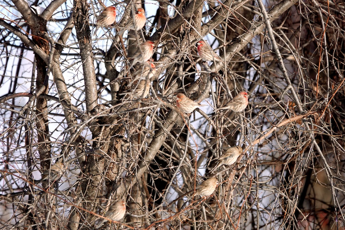 Burugorri arrunta - ML646917214