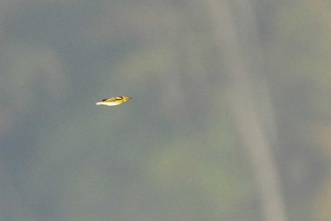 Cape May Warbler - ML646917216