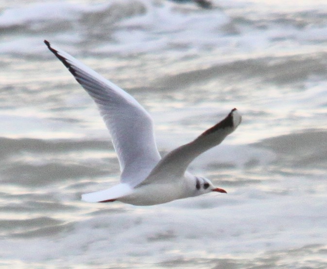 Black-headed Gull - ML646917217