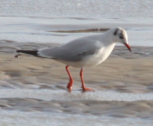 Black-headed Gull - ML646917218