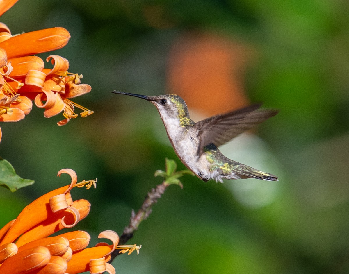 Ruby-throated Hummingbird - ML646917240