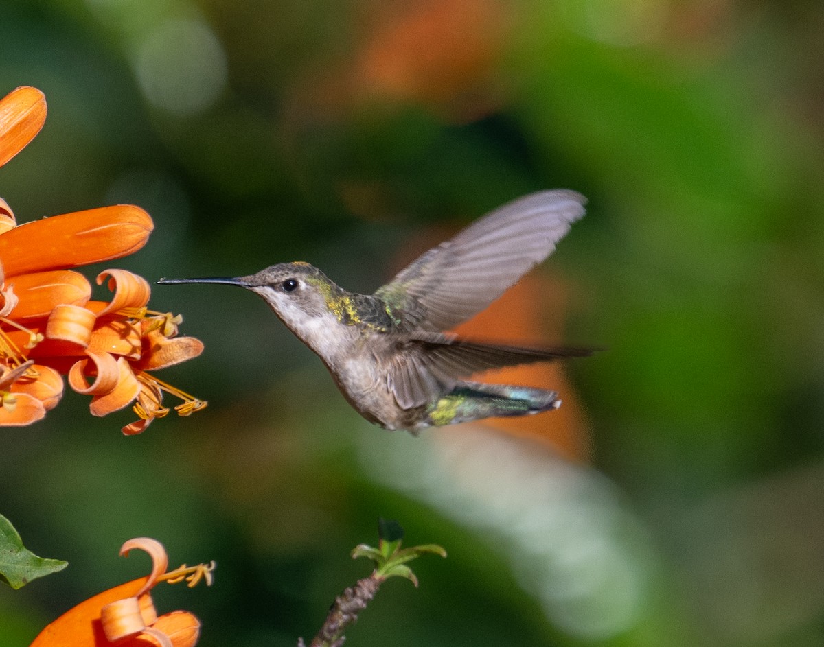 Ruby-throated Hummingbird - ML646917241