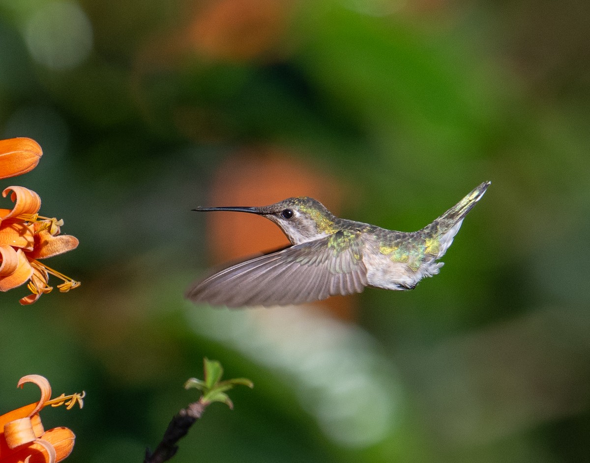 Ruby-throated Hummingbird - ML646917242