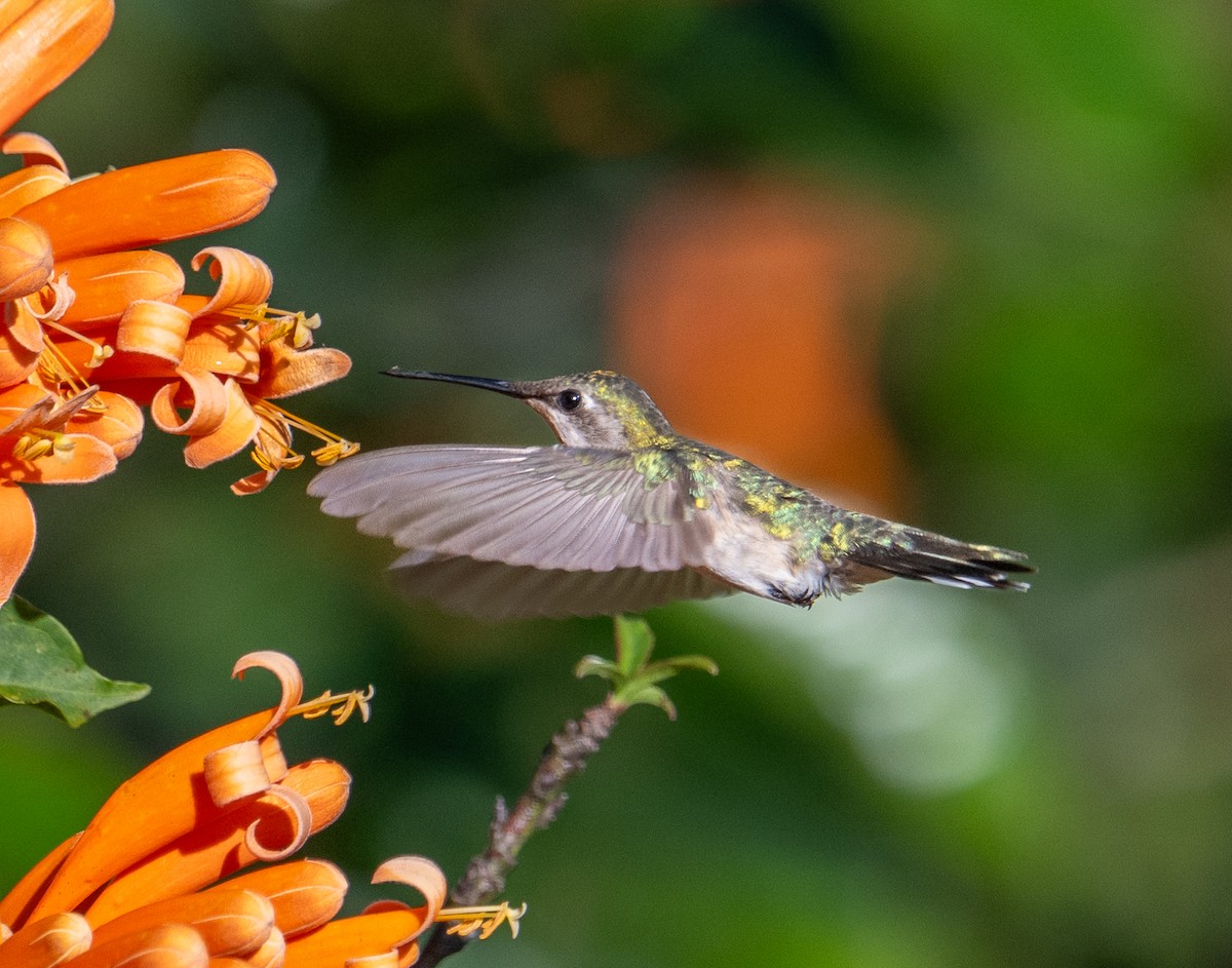 Ruby-throated Hummingbird - ML646917243