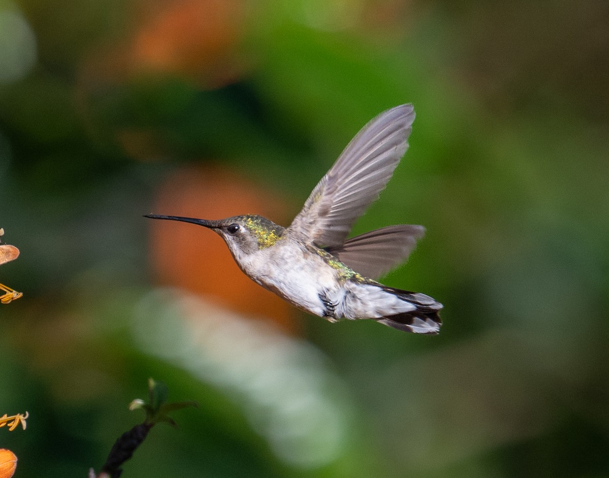 Ruby-throated Hummingbird - ML646917244