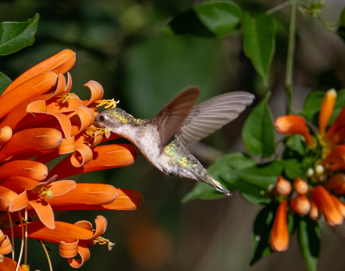 Ruby-throated Hummingbird - ML646917245