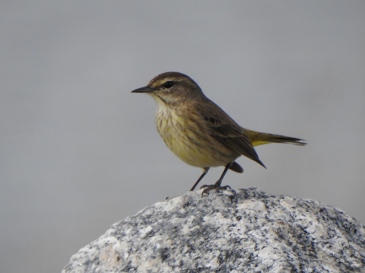 ヤシアメリカムシクイ - ML646917257