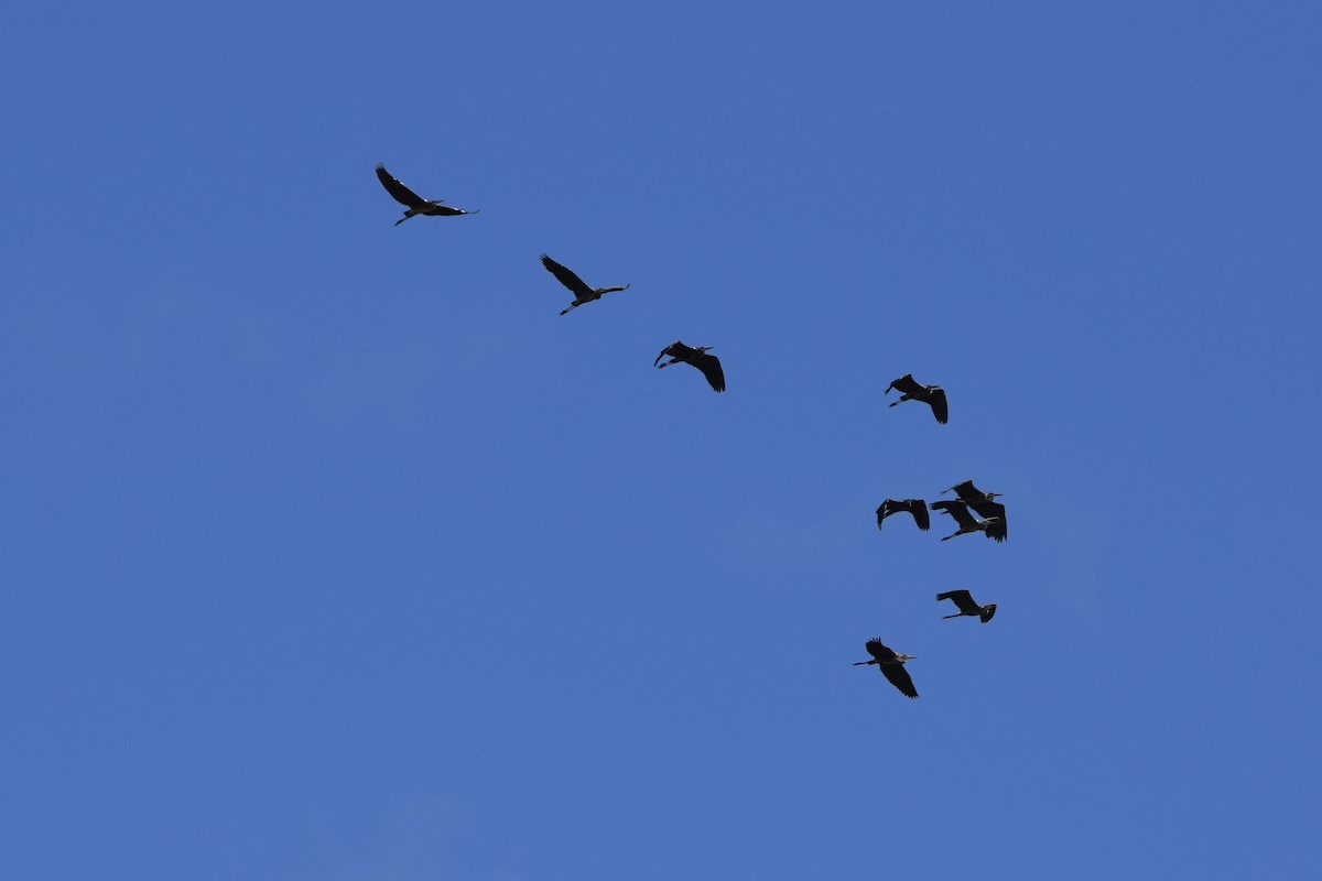 Garza Azulada - ML646917259