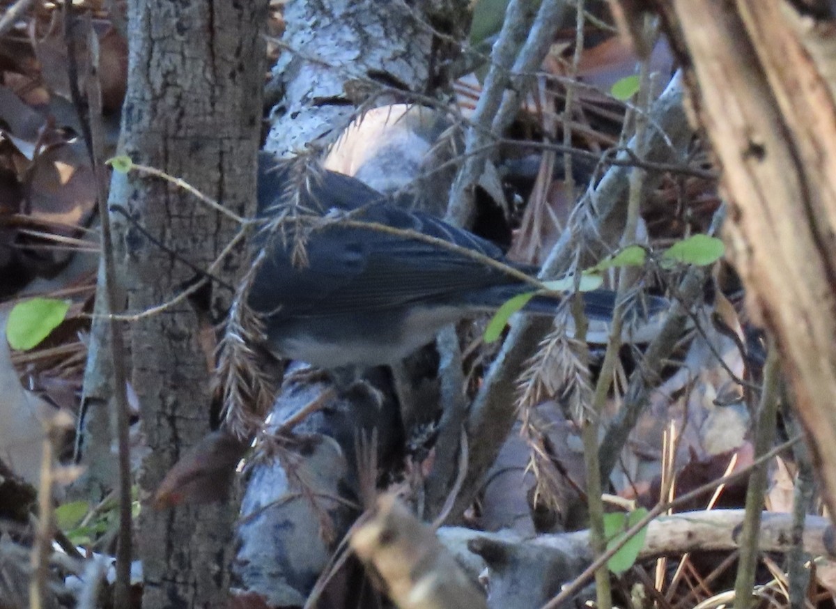 Dark-eyed Junco - ML646917262