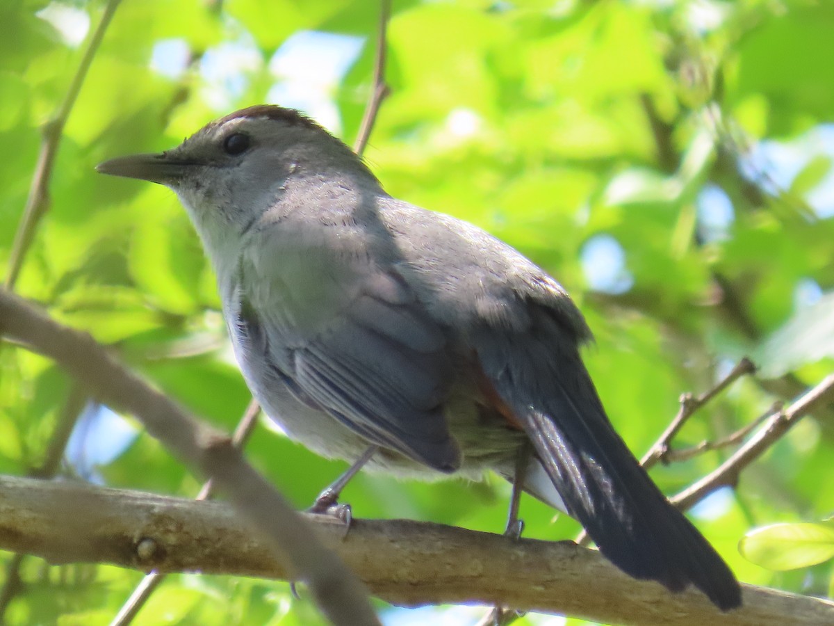 Gray Catbird - ML646917265