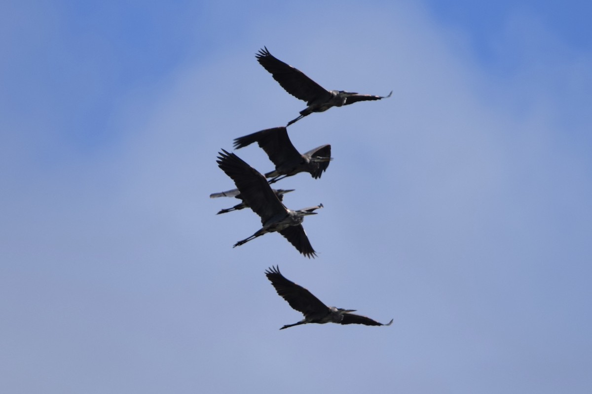 Garza Azulada - ML646917268