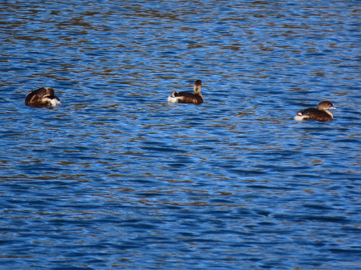 Txilinporta mokolodia - ML646917270