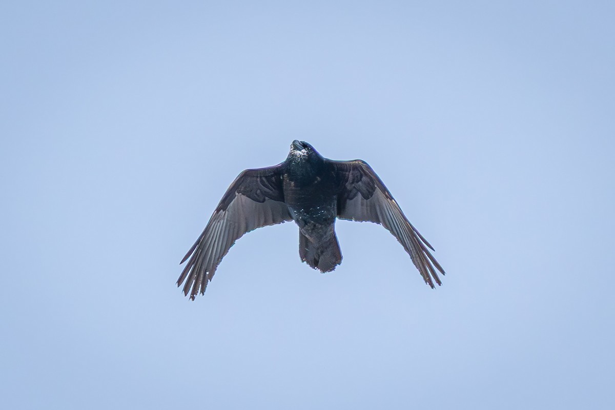 Common Raven - ML646917272