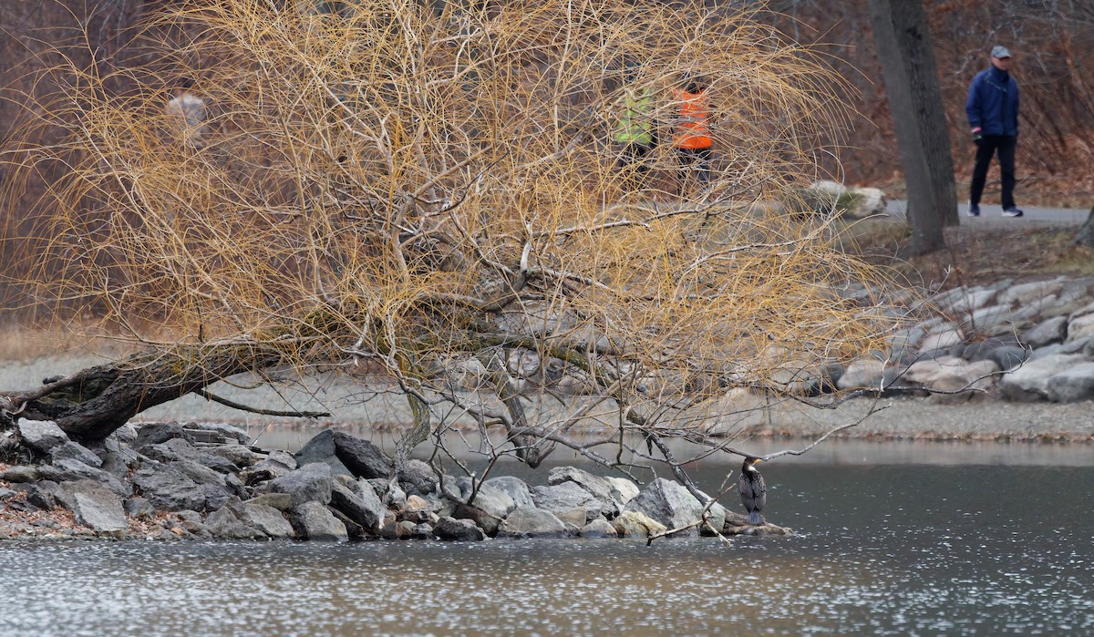 kormorán ušatý - ML646917273