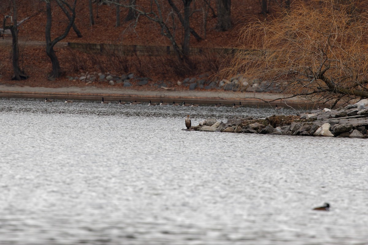 kormorán ušatý - ML646917274