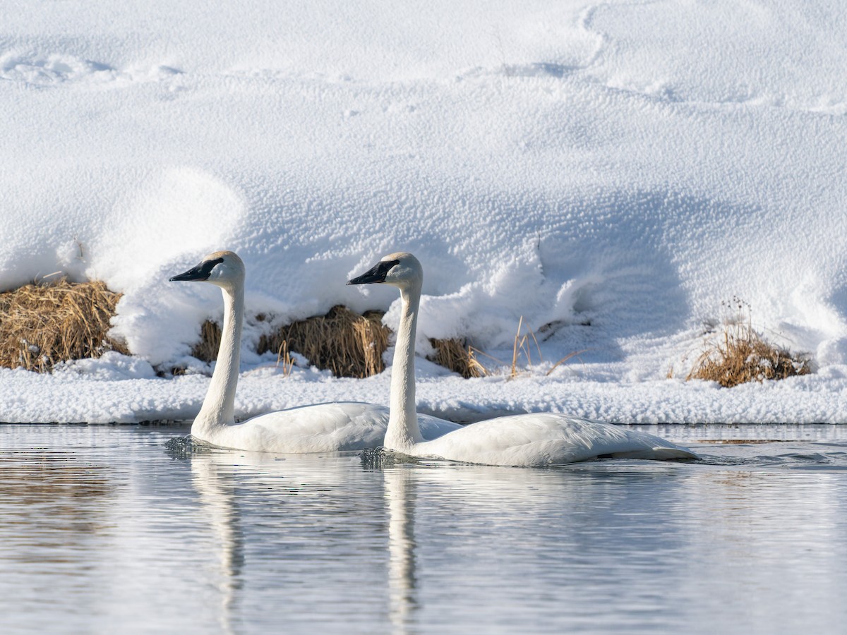 Trumpeter Swan - ML646917275