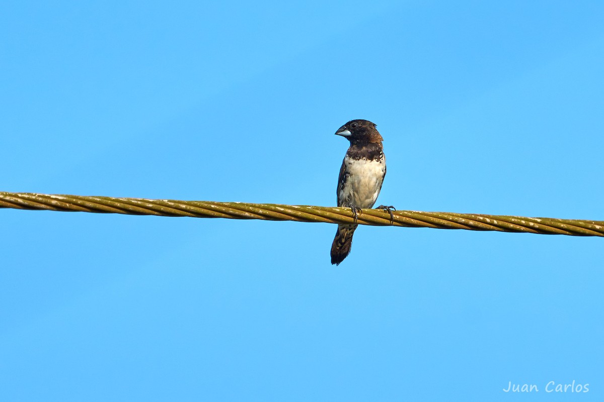 Bronze Mannikin - ML646917277