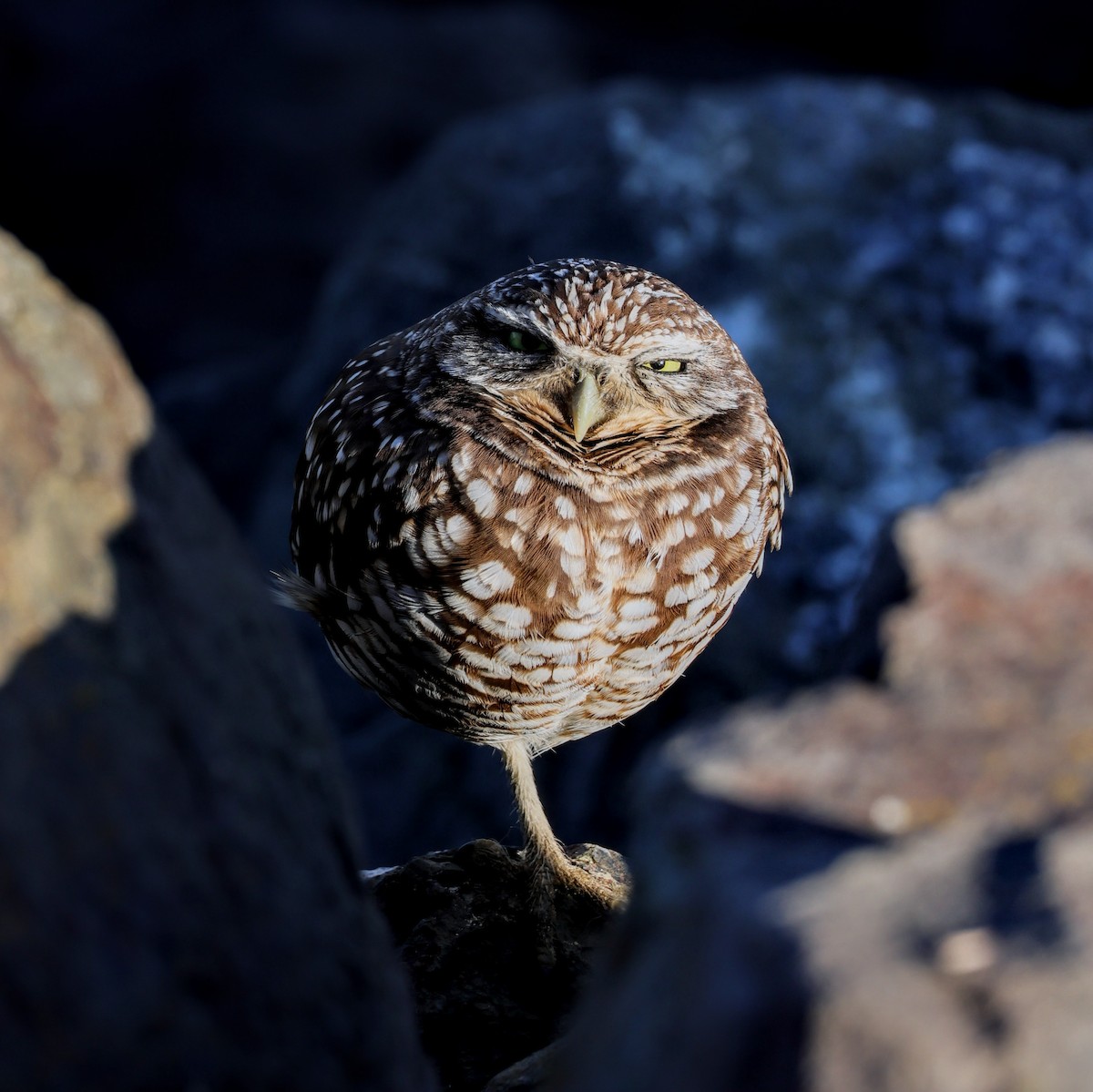 Burrowing Owl - ML646917285