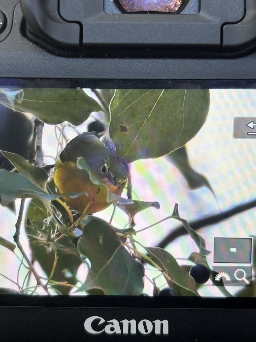 Reinita de Nashville - ML646917286