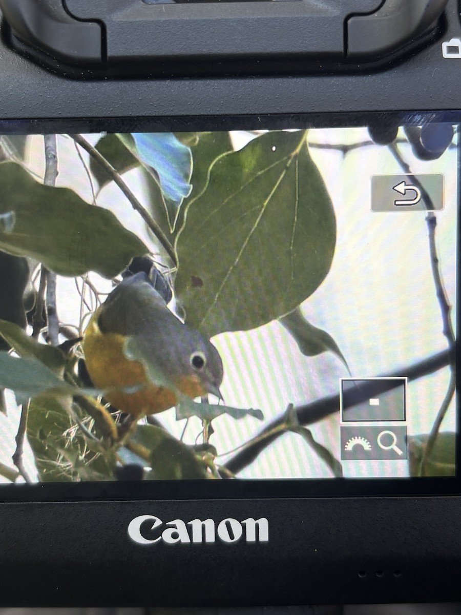 Reinita de Nashville - ML646917287