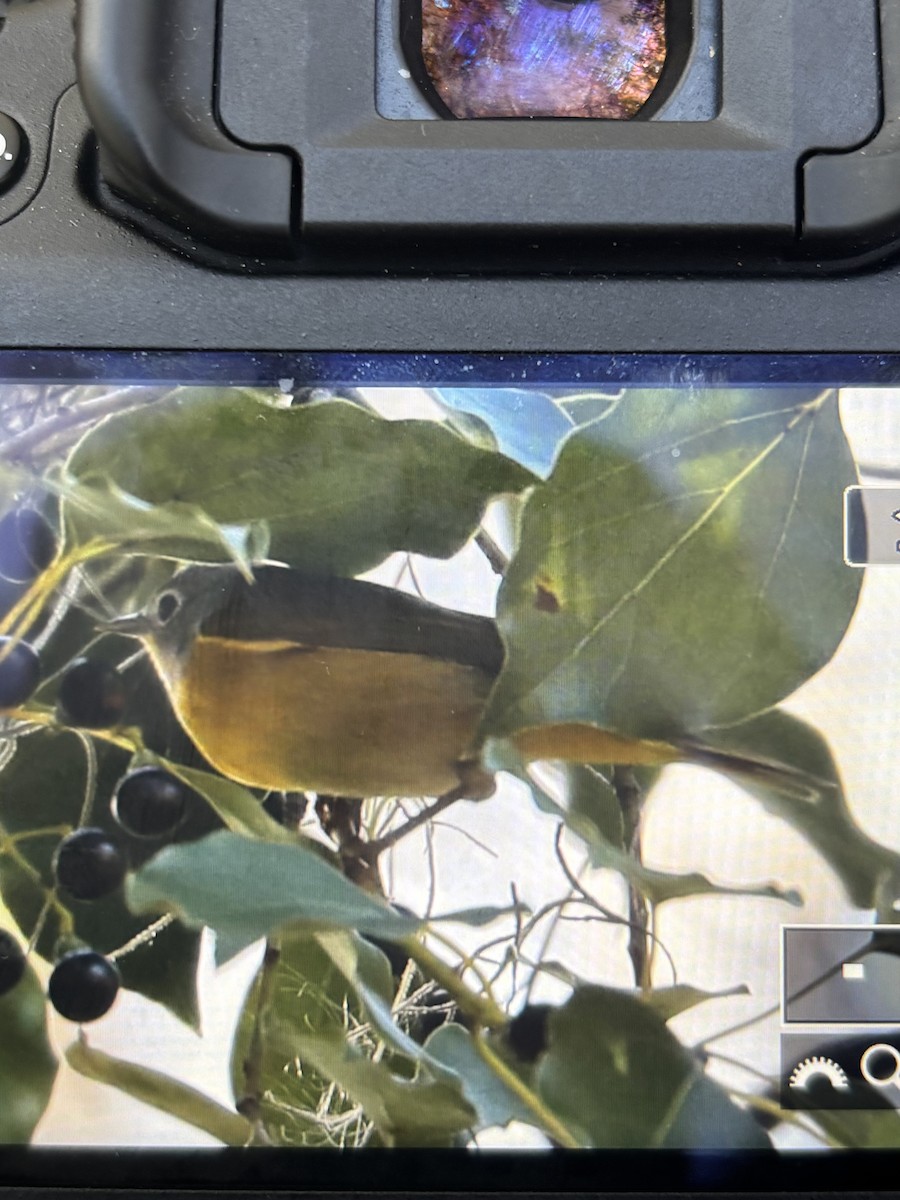 Reinita de Nashville - ML646917288