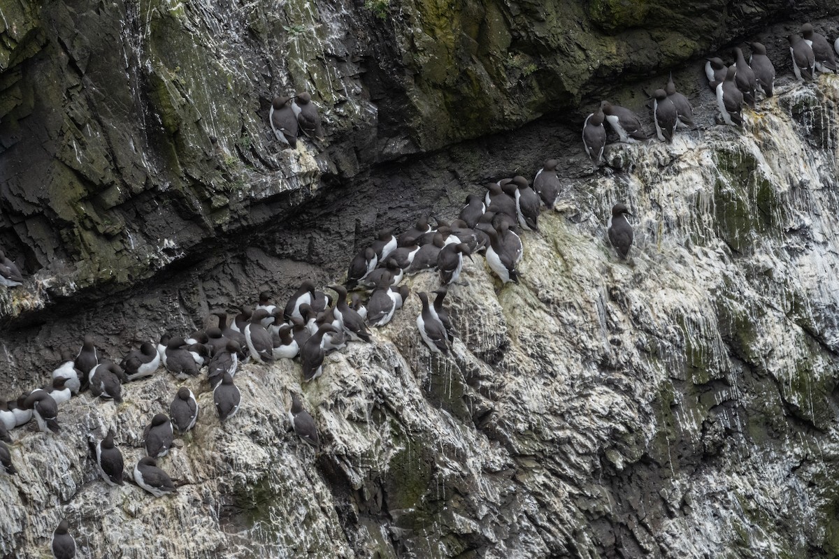 alkoun obecný - ML646917291