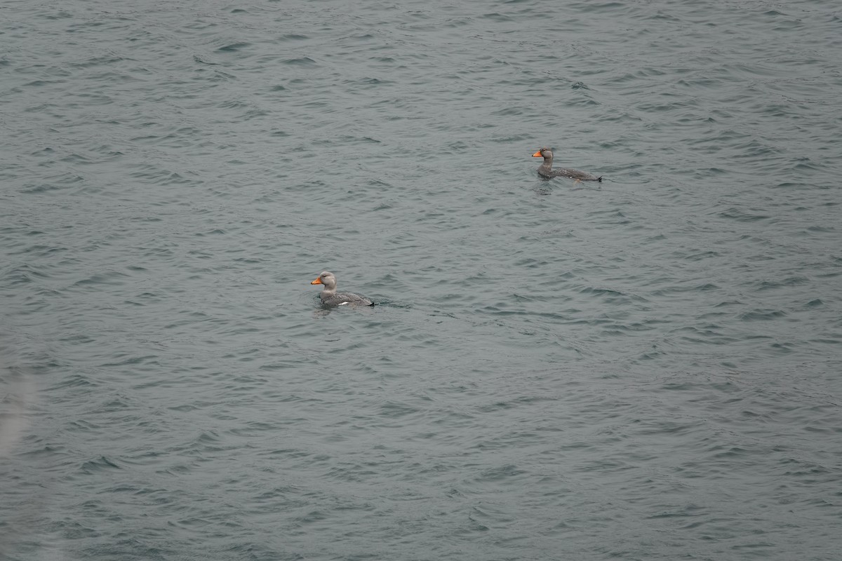 オオフナガモ - ML646917295