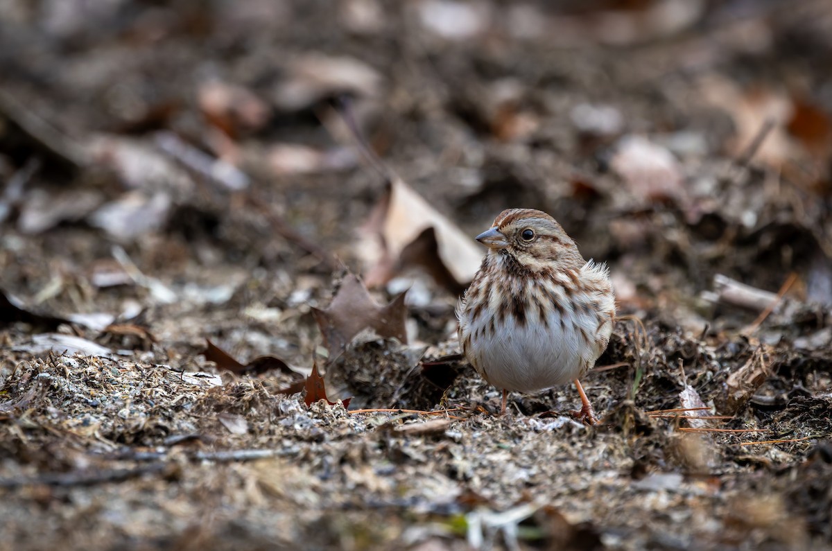 strnadec zpěvný - ML646917296