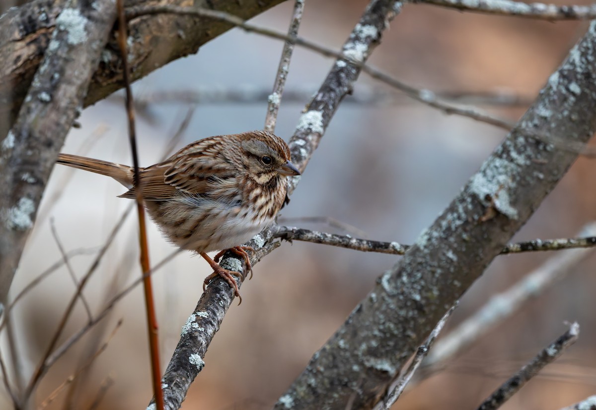 strnadec zpěvný - ML646917297